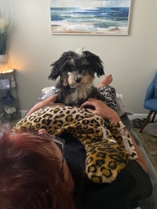 Dog sitting on a patient.