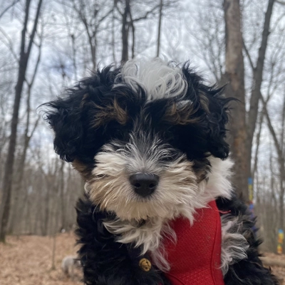 Black and white puppy.